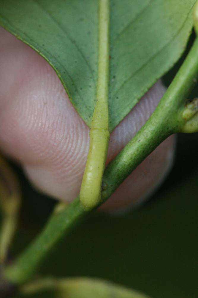            Petiole (Persian SPB-7, Riverside, CA)   